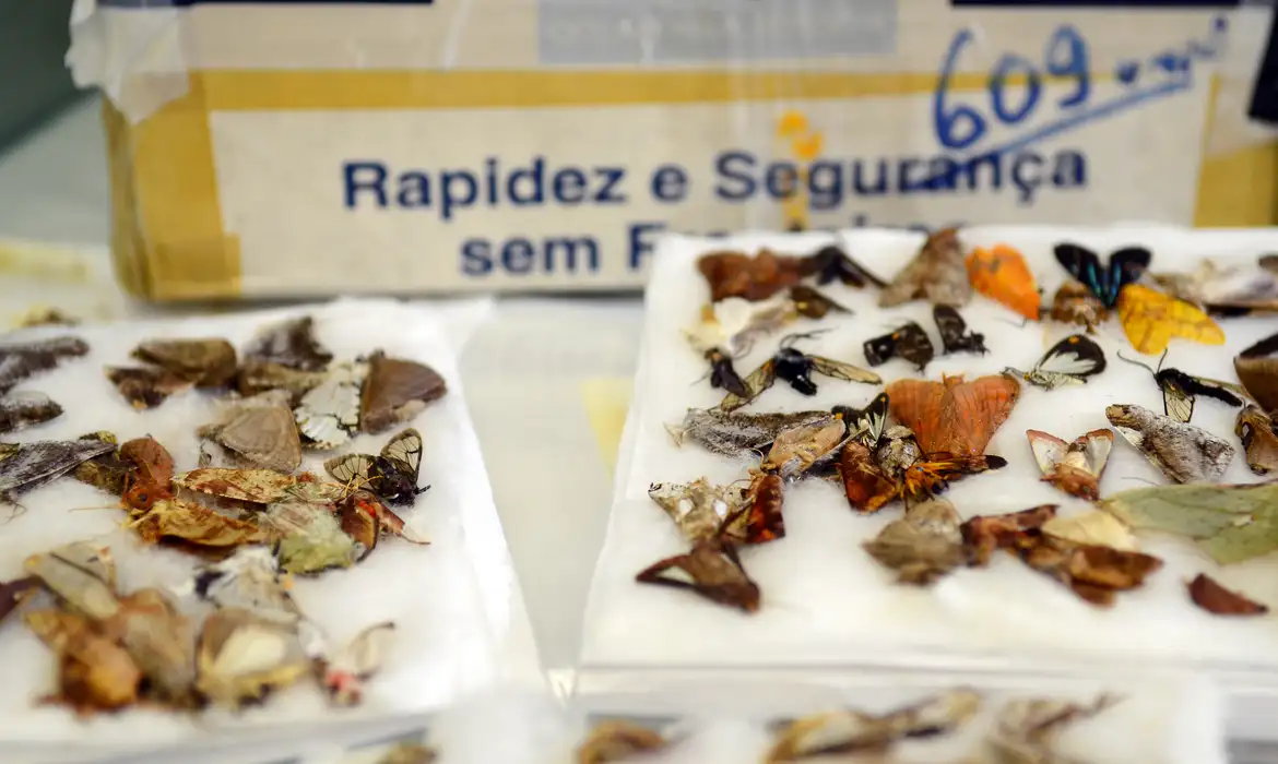 MP mira esquema de envio ilegal de fauna e flora pelos Correios no Acre