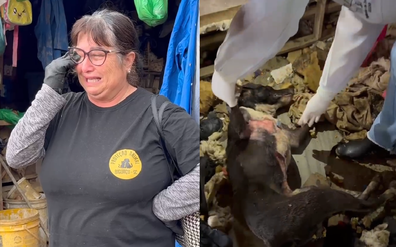 Horror em Biguaçu: Sítio é palco de maus-tratos a dezenas de cães; animais mortos foram encontrados em freezer