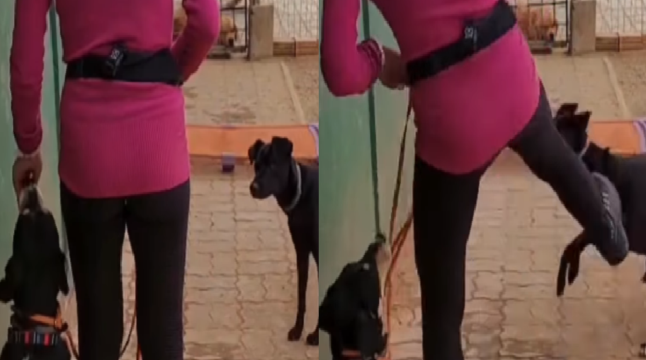 Adestradora de Florianópolis Indiciada por Maus-Tratos a Cães; Vídeo Revela Agressão