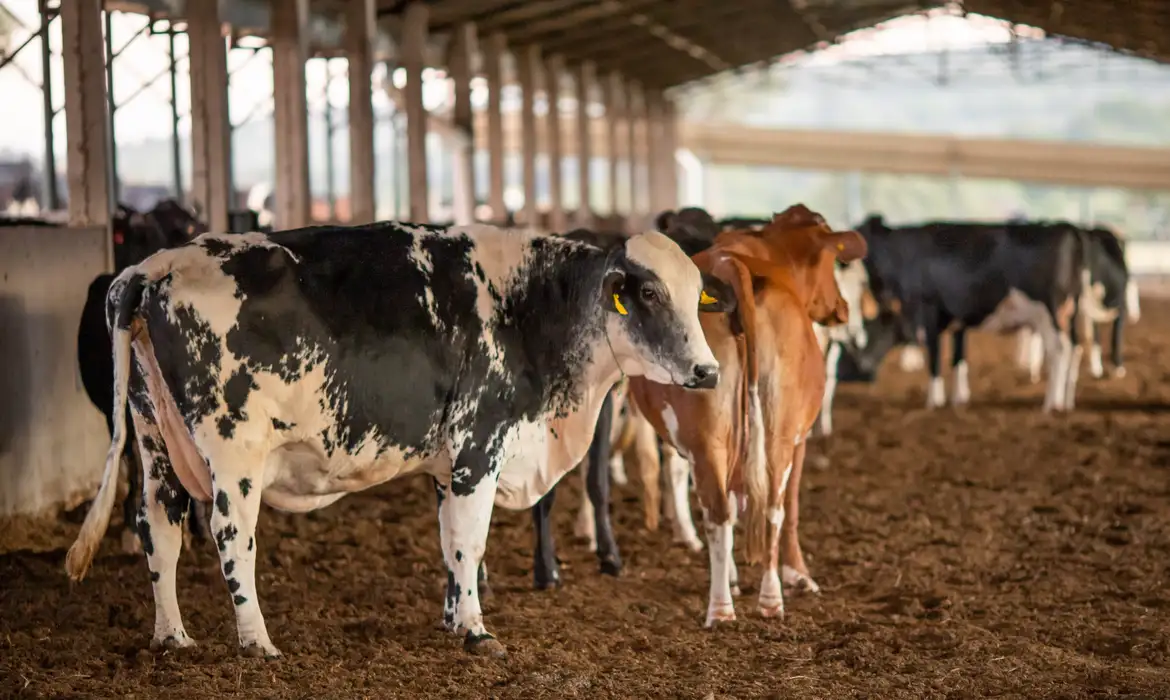 Atenção, Produtor! Venda de Vacina Contra Clostridiose Suspensa no Tocantins Após Alerta do Mapa