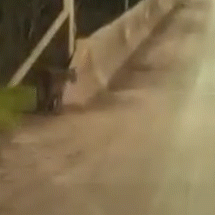 Flagrante Inusitado: Onça-Parda Tenta Escalar Ponte em Ribas do Rio Pardo