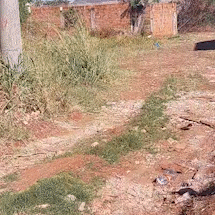 Jardim Tijuca e Antártica Sofrem com Abandono: Moradores Relatam Escorpiões, Lixo e Mato Alto