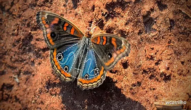 Milagre na Natureza? Fotógrafo flagra borboleta com imagem surpreendente de Nossa Senhora Aparecida