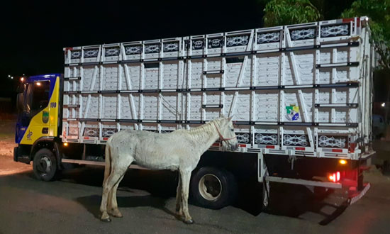 BPRv Remove Cavalos Soltos de Avenida em Aracaju para Evitar Acidentes