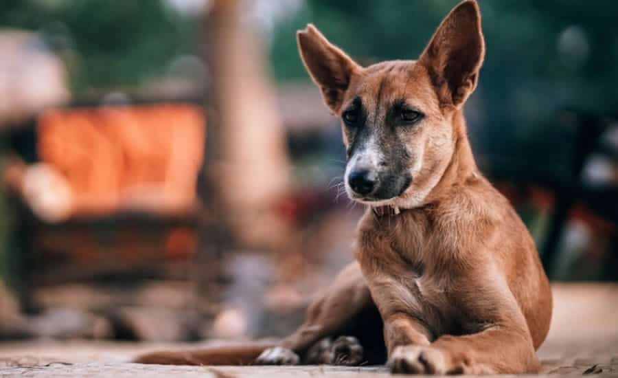 Justiça no Acre: Homem é condenado por maus-tratos que levaram à morte de cão
