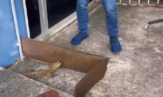 Filhote de Jacaré Resgatado na UFS: Adema Garante Devolução Segura à Natureza