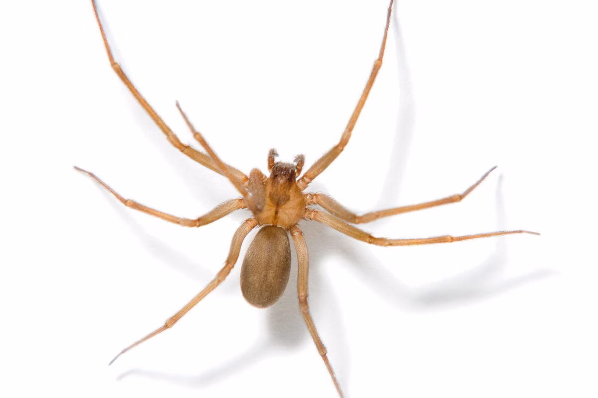 Aranha-marrom: Perigo Silencioso em Casa Exige Atenção e Cuidados