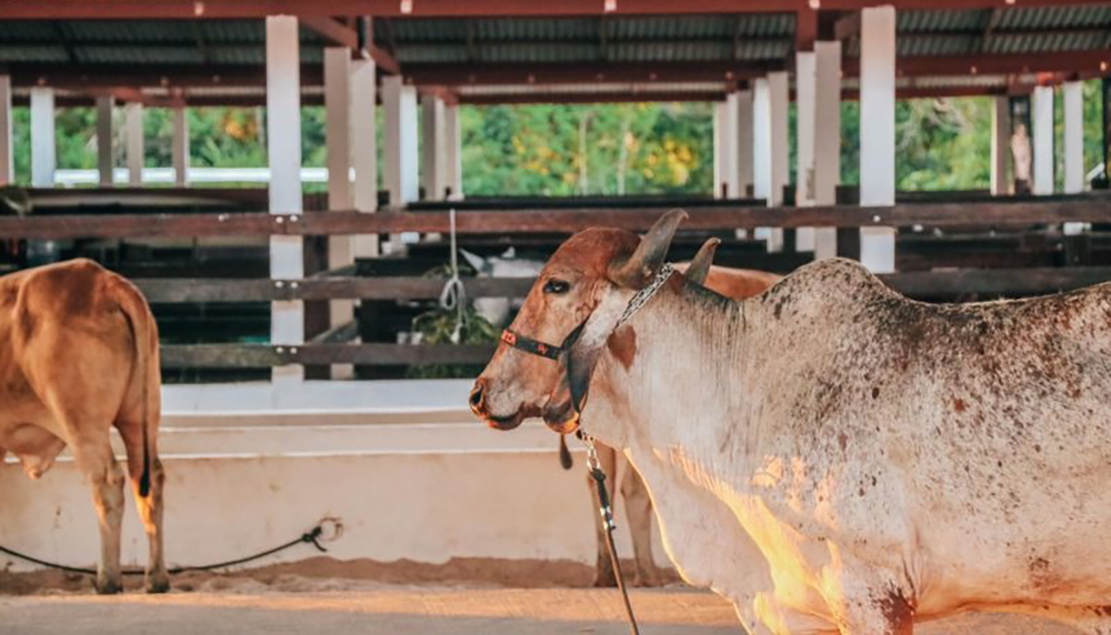Expofeira do Amapá 2024: Criadores ainda podem garantir espaço para seus animais