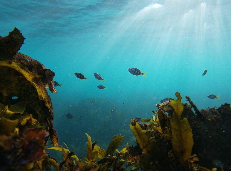 Tripla crise ambiental afeta oceanos no mundo