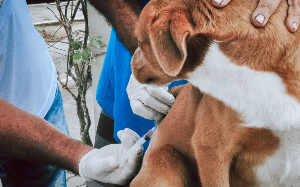Itaboraí Protege Seus Pets: Campanha Antirrábica Imuniza Mais de 4,6 Mil Animais em 15 Dias