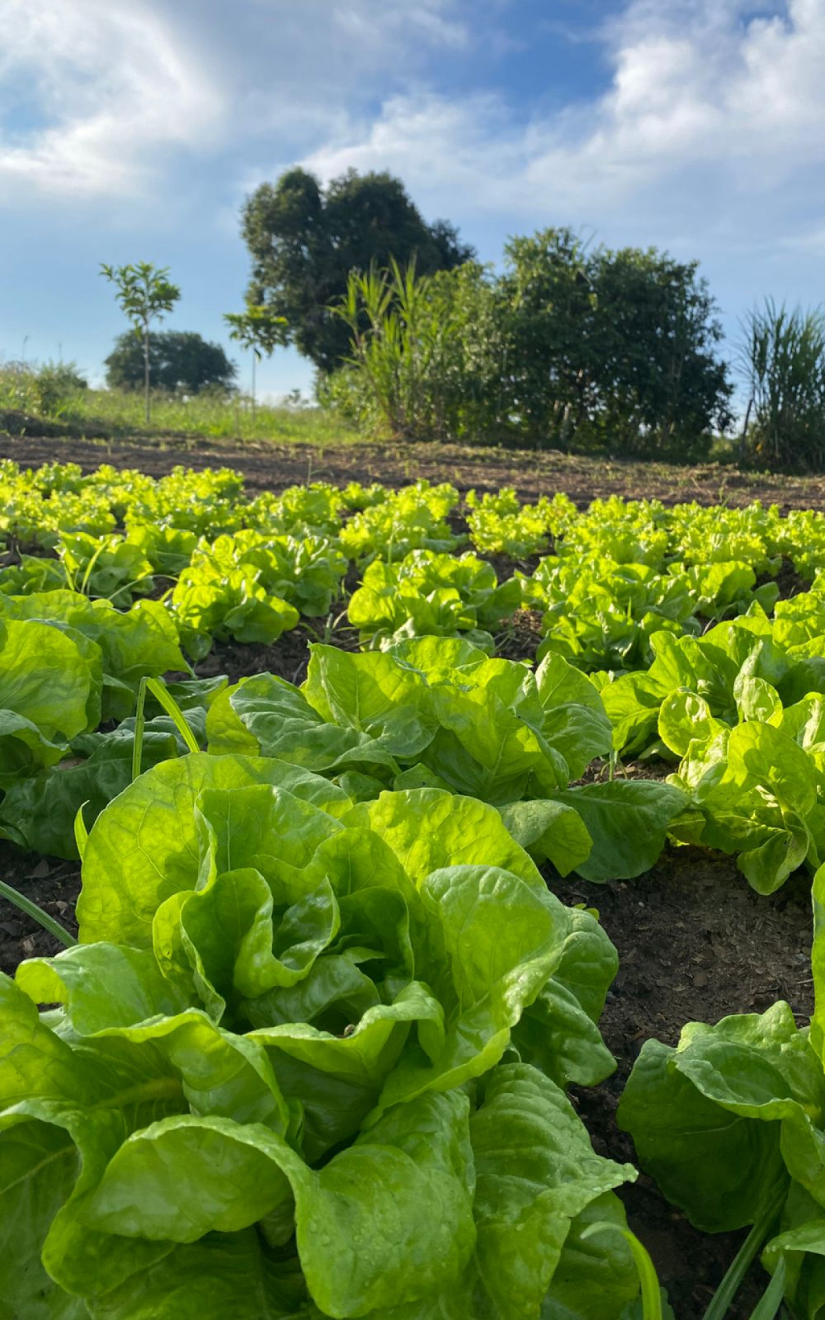 Saquarema Celebra a Agricultura Familiar com a 36ª Feira do Produtor Rural