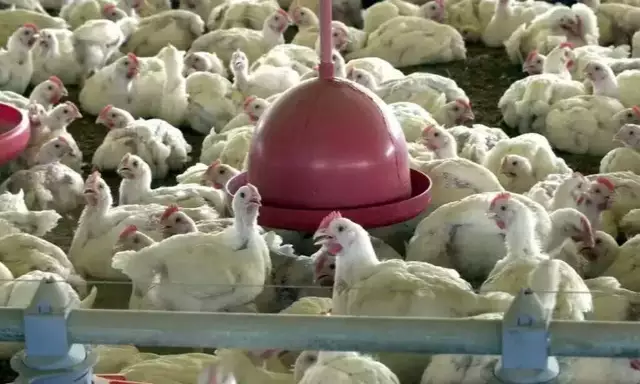 Luz Verde da Europa: União Europeia Reabre Mercado para Carne de Frango Brasileira Após Contenção de Surto