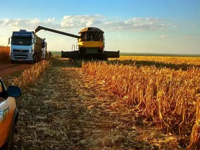 Colheita de Milho em MS Alcança Recorde Histórico Apesar de Desafios Climáticos
