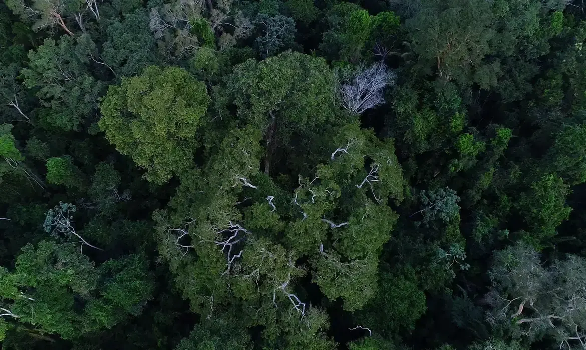 Restaura Amazônia: R$26,9 Milhões Impulsionam Recuperação Ambiental no Acre, Rondônia e Amazonas