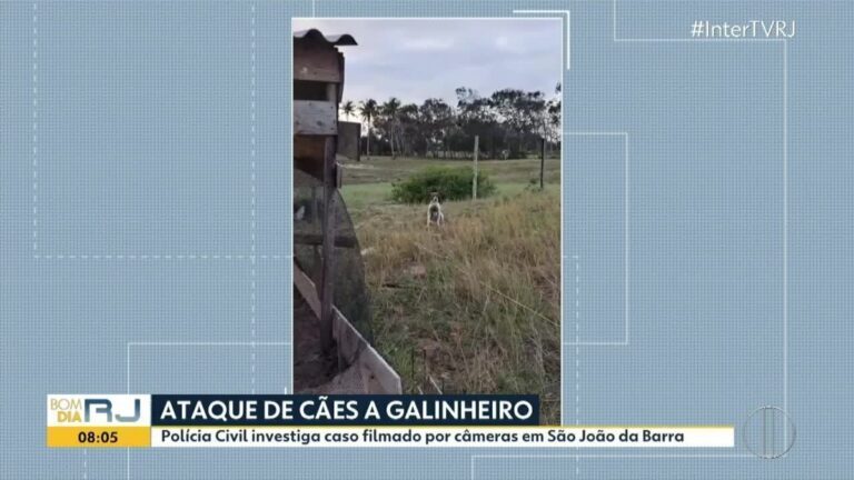 Cães atacam galinheiro e matam mais de dez aves em São João da Barra