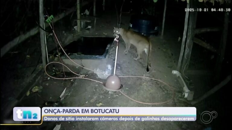 Onça-parda é flagrada em sítio de Botucatu após sumiço de galinhas
