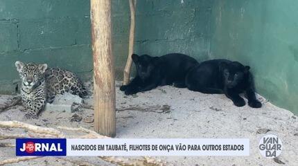 Transferência de filhotes de onça-pintada nascidos em SP
