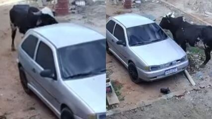 Destruição causada por boi furioso no Ceará e a responsabilidade legal