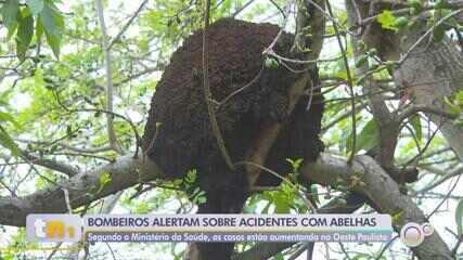 Ataques de abelhas crescem 120% em três anos no interior de SP