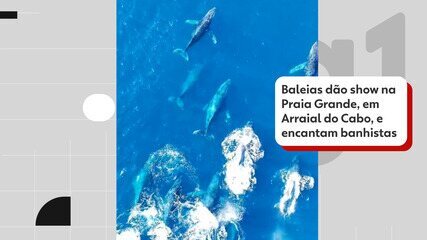 Baleias jubarte encantam em Arraial do Cabo