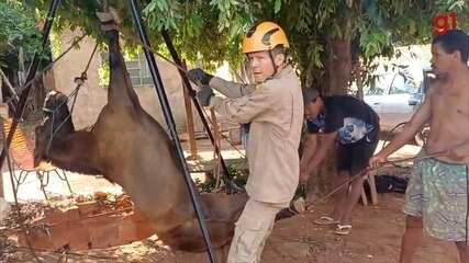 Cavalo é resgatado de fossa em Aquidauana (MS)