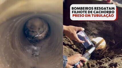 Cadela ajuda bombeiros a resgatar filhote preso em cano