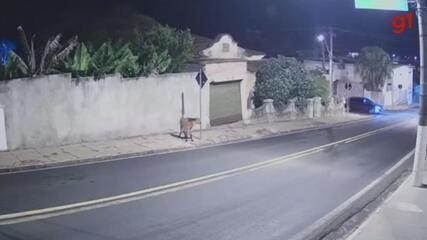 Lobo-guará é flagrado passeando por ruas de Pompeia