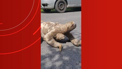 Preguiça e filhote atravessam estrada em Parintins