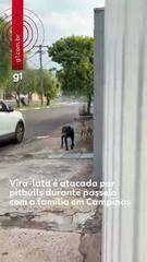 Cachorrinha vira-lata atacada por pitbulls em Campinas