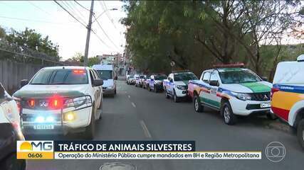 Megaoperação contra tráfico de animais silvestres mobiliza 11 estados