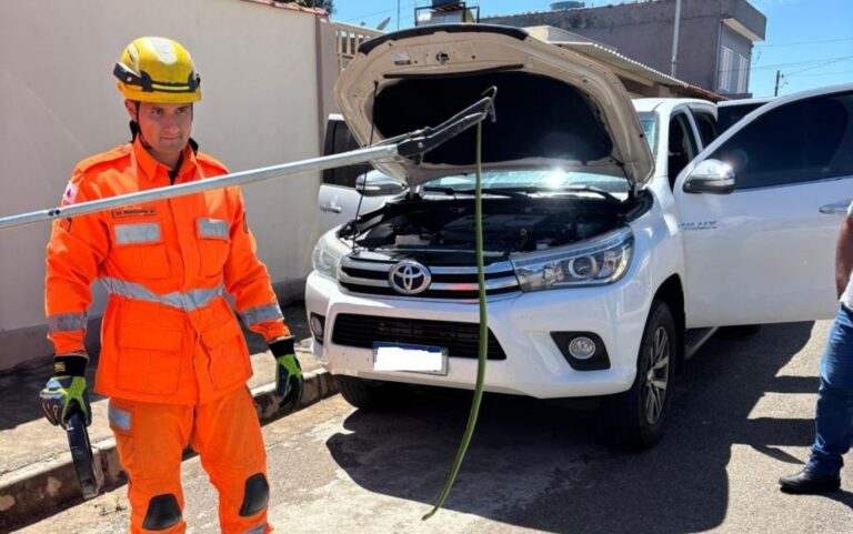 Bombeiros resgatam cobra-cipó de veículo em Campo Belo, MG