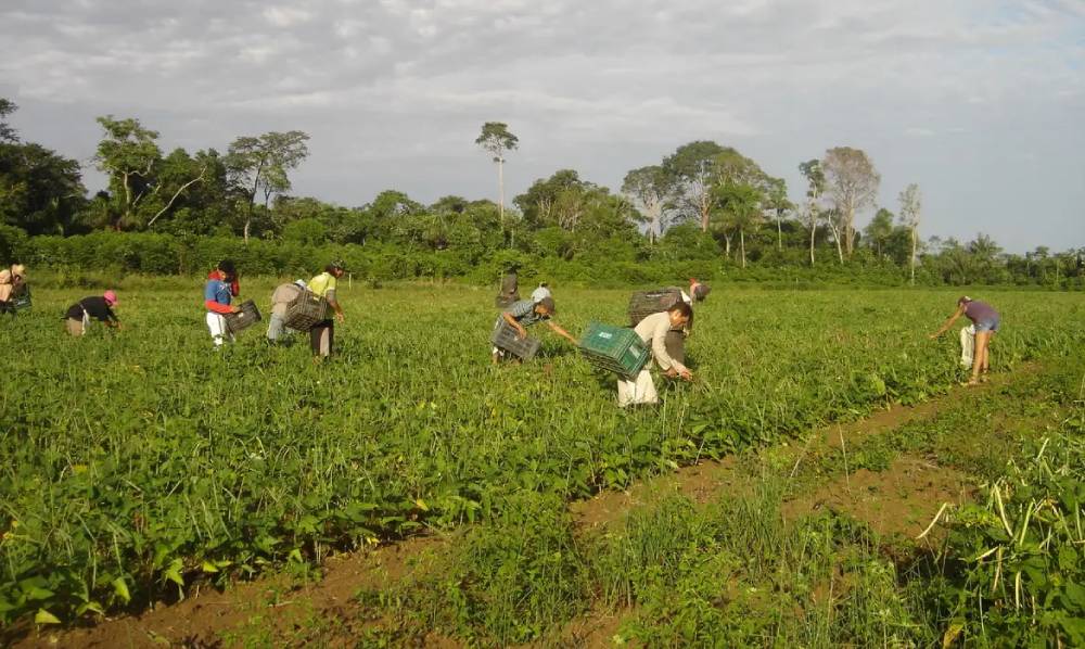 COP30 no Pará: Agricultura Familiar Pode Injetar R$ 3,3 Milhões na Economia Local