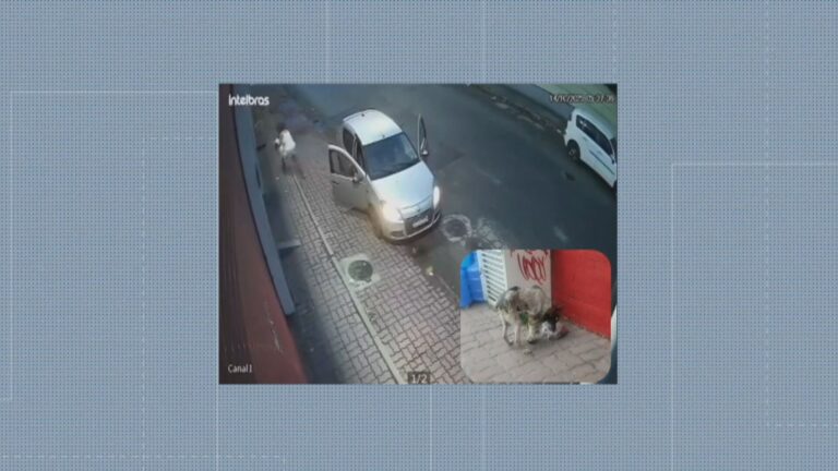 Cadela com pata quebrada é abandonada na Taquara