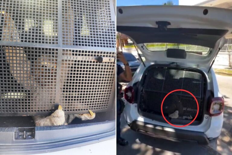 Bicho-preguiça é resgatado e levado em camburão da GCM em Guarujá