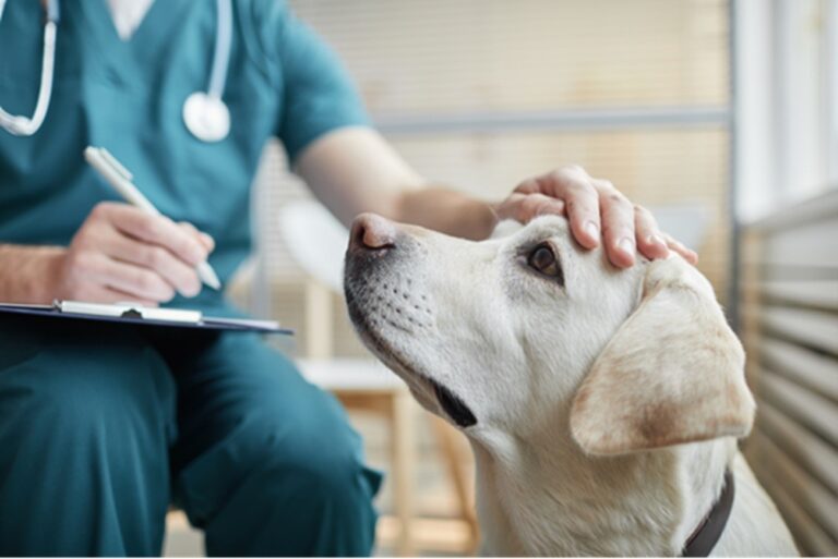 Petrópolis busca hospital público veterinário com apoio de lei estadual