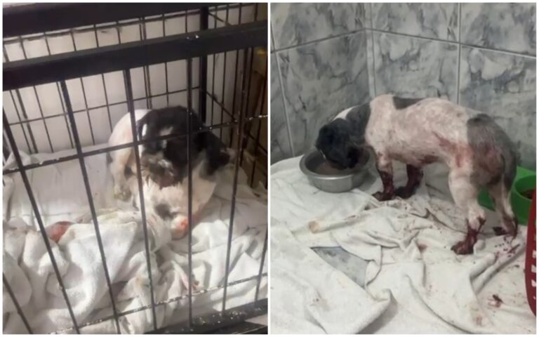 Cão com bicheira na boca morre após ser abandonado em pet shop