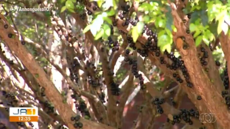 Colheita de jabuticaba abre pomares para visitação em Taquaruçu