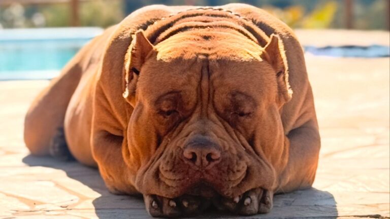 Cão de quase 80 kg adota filhote de pato e viraliza na internet
