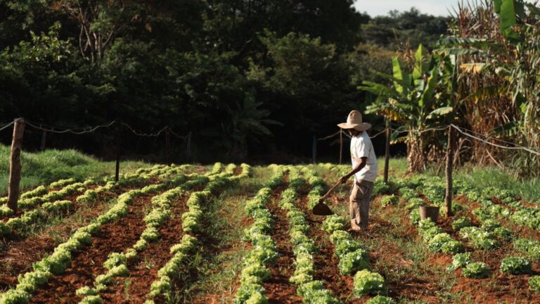 Documentário retrata um dia na vida de um agricultor mineiro, filho do Cerrado