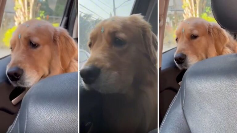Golden retriever faz drama e vídeo viraliza