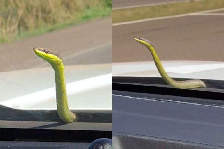 Cobra surpreende socorristas ao viajar em capô de ambulância