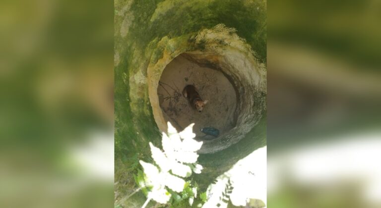 Vira-lata caramelo é resgatado de poço em Mairinque