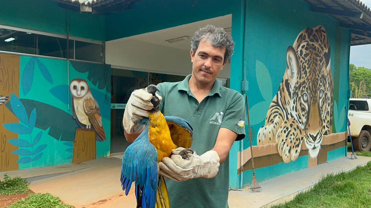 Arara-canindé Ferida Resgatada em Palmas Após Alerta de Morador