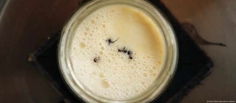 Formigas no iogurte? Cientistas testam tradição dos Bálcãs