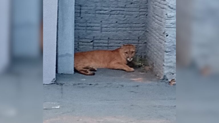 Onça-parda assusta moradores em bairro de Cedral