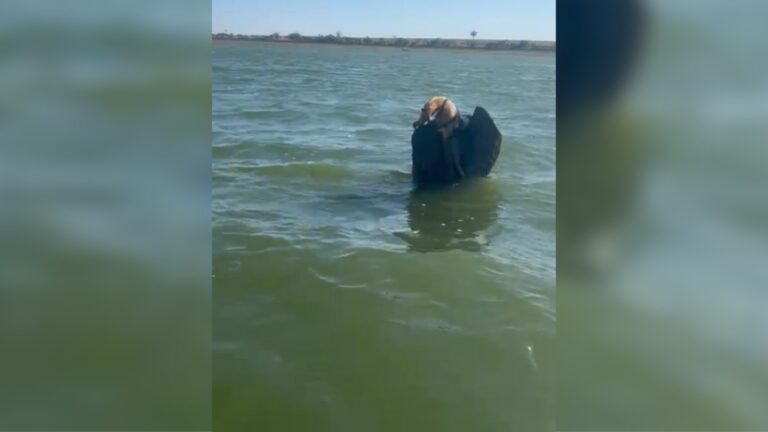 Tamanduá-mirim é resgatado após ser encontrado à deriva no rio em Cardoso