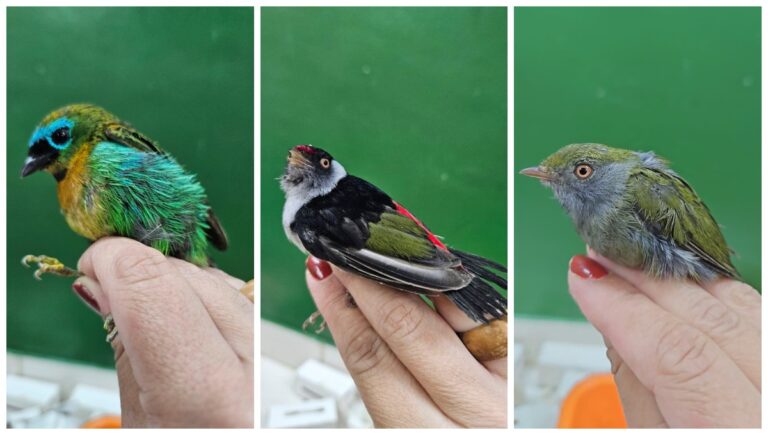 Passageiro é preso com 18 aves ao tentar embarcar em Guarulhos