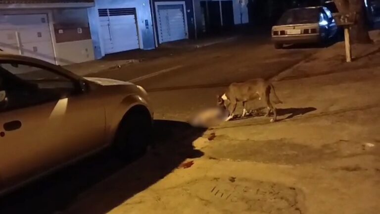 Cadela morre após ataque de pit bulls em Bauru