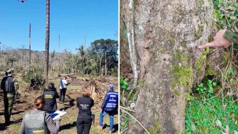 Produtor rural é multado em R$ 862 mil por envenenamento de árvores no Paraná