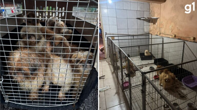 Veterinário é preso em criadouro clandestino de animais no RS